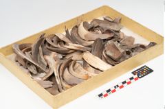 Foto von Tierknochenkonvolut (NHMW-PRAE-003518)